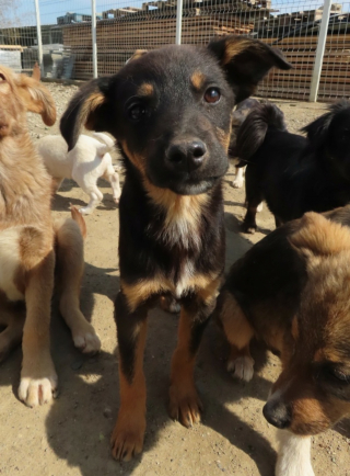 Illustration de l'article : Un chien avec la mâchoire de travers fait preuve d'un courage exemplaire et rêve de croquer la vie à pleines dents