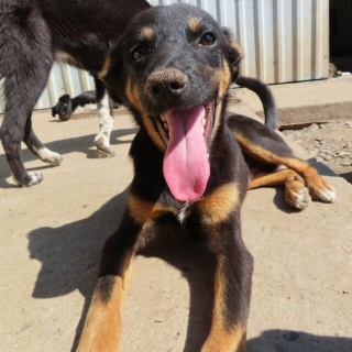 Illustration de l'article : Un chien avec la mâchoire de travers fait preuve d'un courage exemplaire et rêve de croquer la vie à pleines dents