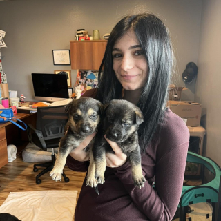 Illustration de l'article : Une association constitue l'ultime chance de sauver 8 chiots risquant l'euthanasie dans un refuge surpeuplé