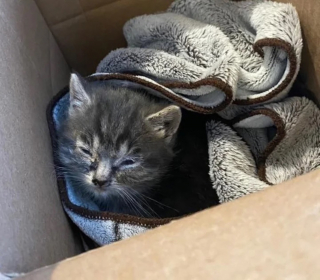 Illustration de l'article : Un chaton orphelin malade se bat courageusement pour rester en vie et fait une belle rencontre en famille d'accueil