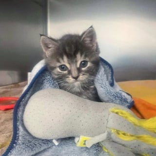 Illustration de l'article : Un chaton orphelin malade se bat courageusement pour rester en vie et fait une belle rencontre en famille d'accueil