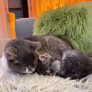 Illustration de l'article : Un chaton orphelin malade se bat courageusement pour rester en vie et fait une belle rencontre en famille d'accueil