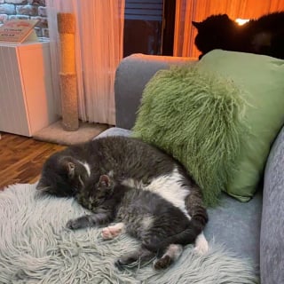 Illustration de l'article : Un chaton orphelin malade se bat courageusement pour rester en vie et fait une belle rencontre en famille d'accueil