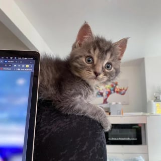 Illustration de l'article : Un chaton orphelin malade se bat courageusement pour rester en vie et fait une belle rencontre en famille d'accueil