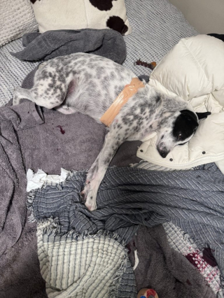 Illustration de l'article : Dans un état critique après une attaque de coyotes, un chien fait de son mieux pour s'accrocher à la vie