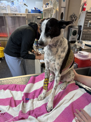 Illustration de l'article : Dans un état critique après une attaque de coyotes, un chien fait de son mieux pour s'accrocher à la vie