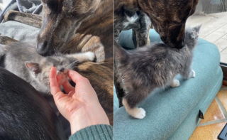 Illustration de l'article : La propriétaire d'un chien adopte un chaton et reste sans voix face à leur réaction lors des présentations (vidéo)
