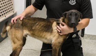 Illustration de l'article : Un jeune Malinois battu à coups d'haltère et de pied entrevoit la fin du cauchemar grâce à un témoin