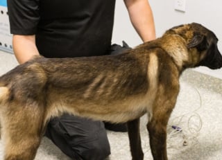 Illustration de l'article : Un jeune Malinois battu à coups d'haltère et de pied entrevoit la fin du cauchemar grâce à un témoin