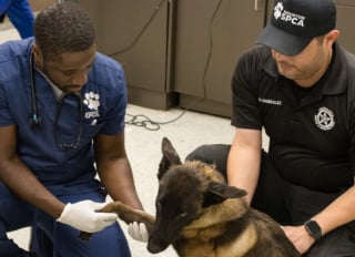 Illustration de l'article : Un jeune Malinois battu à coups d'haltère et de pied entrevoit la fin du cauchemar grâce à un témoin