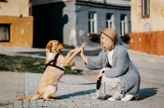 Illustration de l'article : 6 idées-reçues à propos des chiens, auxquelles il ne faudrait vraiment pas prêter attention