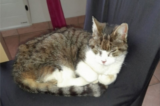 Illustration de l'article : Elle récupère un chat errant sans se douter que sa famille le cherchait depuis 5 ans