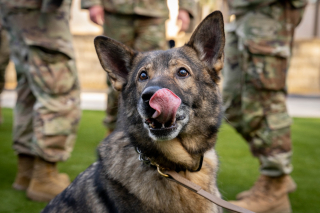 Illustration de l'article : Zorro le chien militaire à la retraite retrouve son ancienne maîtresse et commence une nouvelle vie