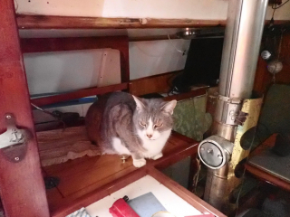 Illustration de l'article : Ce chat s'apprête à entrer dans l'histoire des courses nautiques en prenant part à une célèbre régate de 1200 km