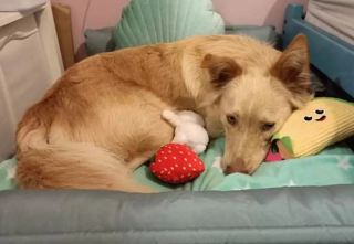 Illustration de l'article : Le geste touchant du gérant d'un magasin envers un chien dont le jouet préféré n'était plus fabriqué
