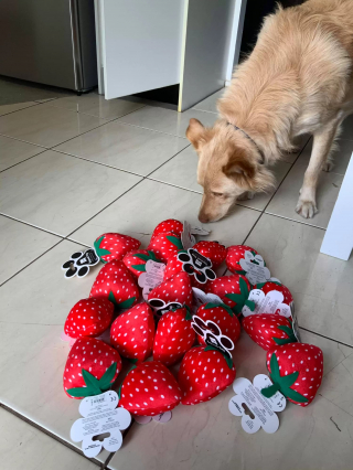 Illustration de l'article : Le geste touchant du gérant d'un magasin envers un chien dont le jouet préféré n'était plus fabriqué