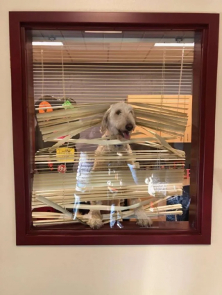 Illustration de l'article : Un chien passe un moment mémorable à l'école après y avoir suivi ses jeunes humains en douce