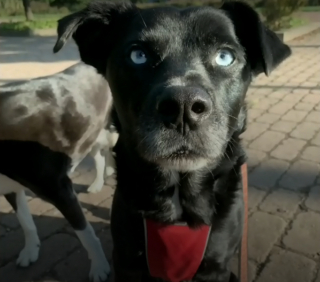 Illustration de l'article : La propriétaire d'un chien disparu 2 semaines plus tôt continuait d'espérer un miracle jusqu'à ce que son téléphone sonne