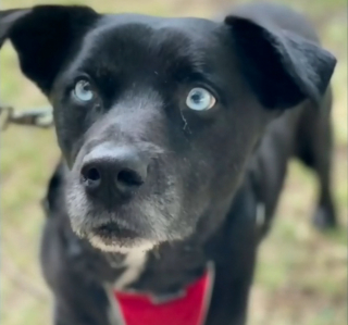 Illustration de l'article : La propriétaire d'un chien disparu 2 semaines plus tôt continuait d'espérer un miracle jusqu'à ce que son téléphone sonne