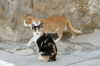 Illustration de l'article : A la recherche de sa chatte disparue, elle réalise 6 ans après qu'un double sauvetage l'attend