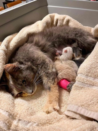 Illustration de l'article : Une chatte abandonnée avec une lettre déchirante réserve une surprise aux bénévoles l'ayant recueillie