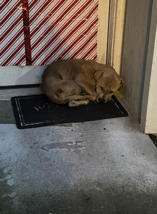 Illustration de l'article : Une auxiliaire vétérinaire se donne pour mission de sauver un chien maigre et grelottant découvert la veille de Noël