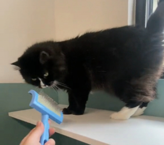 Illustration de l'article : La petite attention d'un donateur change le quotidien d'une chatte de refuge triste et timide (vidéo)