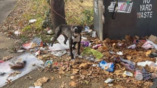 Illustration de l'article : Une chienne abandonnée près d'une benne à ordures rêve de prendre un nouveau départ dans un foyer aimant