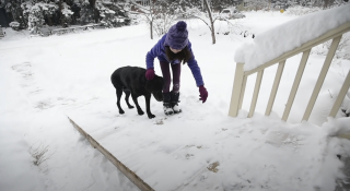 Illustration de l'article : Grâce à un petit geste simple, un facteur au grand cœur améliore le quotidien d'un chien âgé