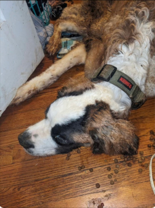 Illustration de l'article : Un chien découvert dans une maison abandonnée se bat pour le droit à la vie et découvre le sens du mot amour