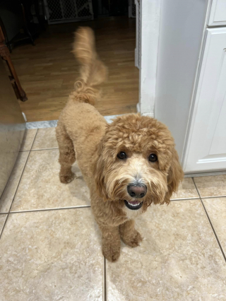 Illustration de l'article : À la recherche de Vinny, son chien d’assistance perdu, une famille espère un miracle de Noël