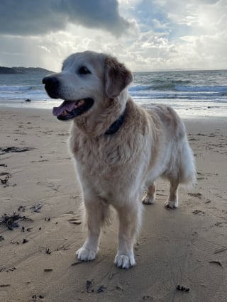 Illustration de l'article : « Grâce à Finlay, j’ai retrouvé la liberté » : une danseuse professionnelle atteinte d'un handicap visuel raconte l'histoire de son chien guide