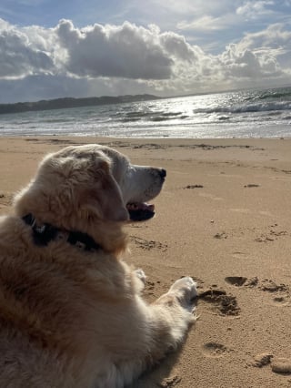 Illustration de l'article : « Grâce à Finlay, j’ai retrouvé la liberté » : une danseuse professionnelle atteinte d'un handicap visuel raconte l'histoire de son chien guide