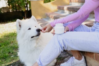 Illustration de l'article : Bouchées tendres Movoflex, ou comment faire plaisir à son chien tout en protégeant ses articulations