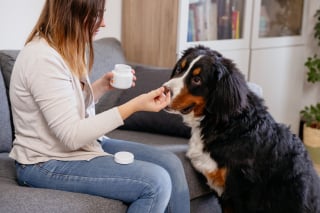 Illustration de l'article : Bouchées tendres Movoflex, ou comment faire plaisir à son chien tout en protégeant ses articulations