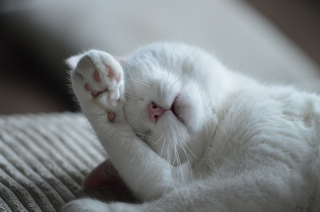Illustration de l'article : 11 conseils de base pour prendre soin du beau pelage de votre chat