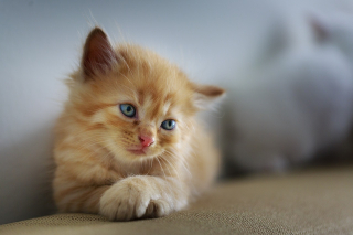 Illustration de l'article : 11 conseils de base pour prendre soin du beau pelage de votre chat