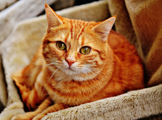 Illustration de l'article : 11 conseils de base pour prendre soin du beau pelage de votre chat