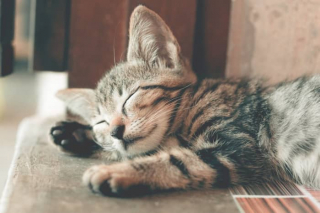 Illustration de l'article : 11 conseils de base pour prendre soin du beau pelage de votre chat