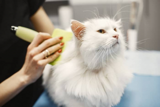 Derme et épiderme du Chat - Produit de santé vétérinaire