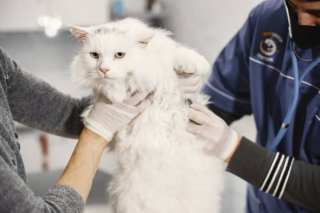 Illustration de l'article : 11 conseils de base pour prendre soin du beau pelage de votre chat