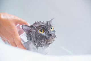 Illustration de l'article : 11 conseils de base pour prendre soin du beau pelage de votre chat