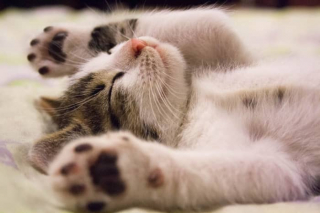 Illustration de l'article : 11 conseils de base pour prendre soin du beau pelage de votre chat