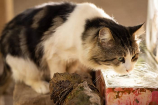 Illustration de l'article : 11 conseils de base pour prendre soin du beau pelage de votre chat