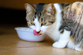 Illustration de l'article : 11 conseils de base pour prendre soin du beau pelage de votre chat