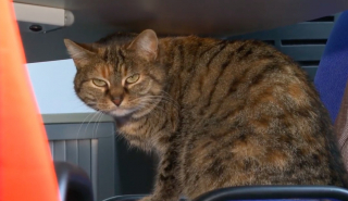 Illustration de l'article : Des chats autrefois errants trouvent refuge en tant que collaborateurs dans les bureaux d’une entreprise française
