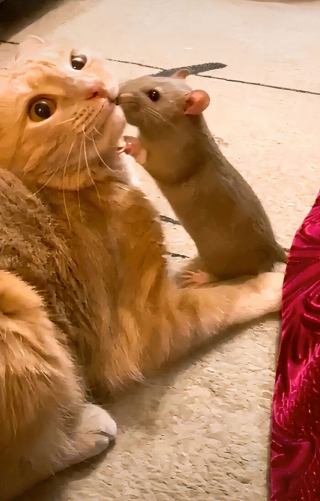 Illustration de l'article : 19 photos racontant l'improbable et magnifique histoire d'amitié entre un chat et un rat