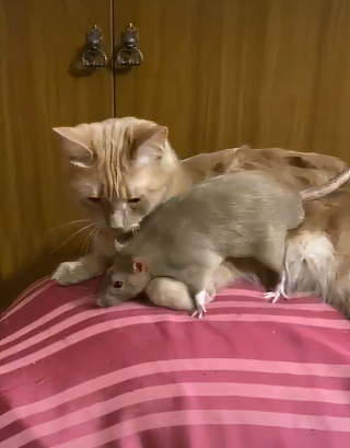 Illustration de l'article : 19 photos racontant l'improbable et magnifique histoire d'amitié entre un chat et un rat