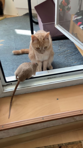 Illustration de l'article : 19 photos racontant l'improbable et magnifique histoire d'amitié entre un chat et un rat