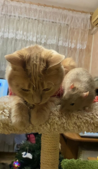 Illustration de l'article : 19 photos racontant l'improbable et magnifique histoire d'amitié entre un chat et un rat